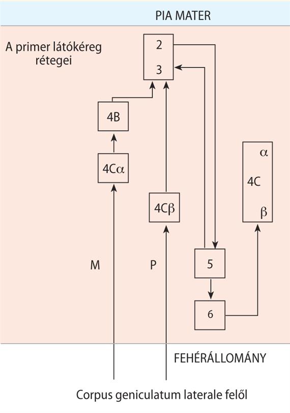 Vertikális információáramlás a primer látókéregben Lund (1988): Anatomical organization of macaque monkey striate visual cortex. Annu. Rev. Neurosci. 11.