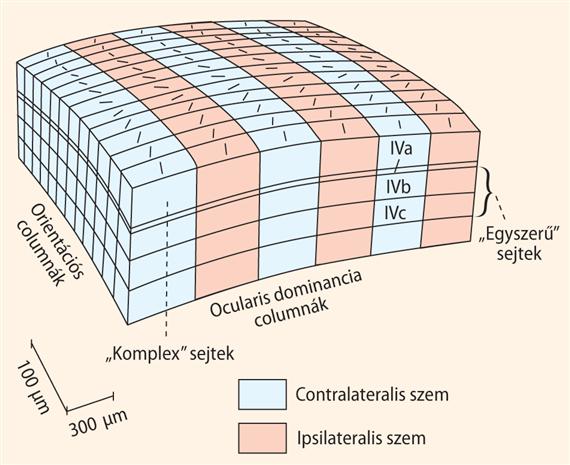 Ocularis dominancia és orientációs columnák egymáshoz való viszonya. (1972): Hubel és Laminar distribution of and Wiesel columnar geniculo-cortical fibres in the macaque monkey. J. Comp. Neurol. 146.