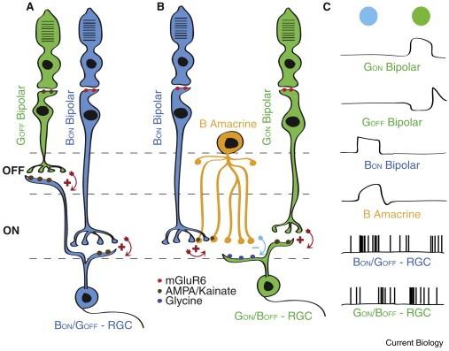 Kékzöld színmegkülömböztettés a retinában. (A) Graphical depiction of the blue-on/green-off pathway.