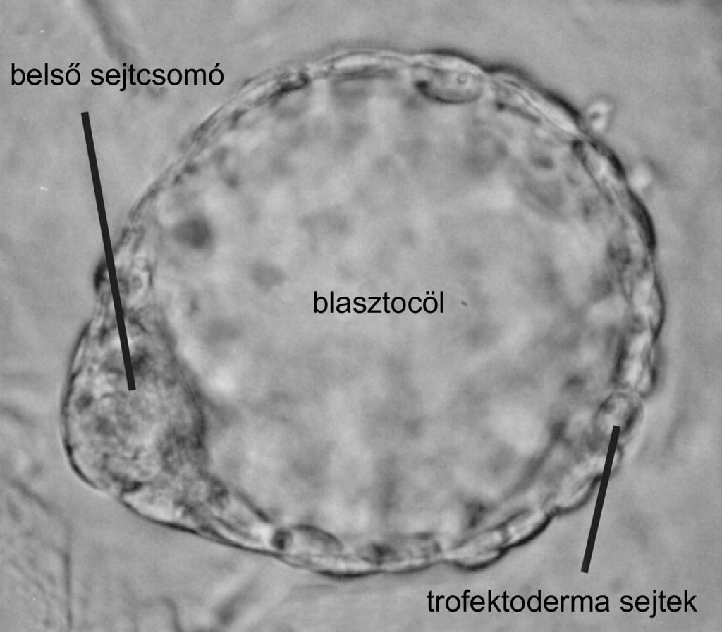 Gócza Elen Embrionális õssejtek és õssejt-vonalak Embrionális õssejtek és õssejt-vonalak Gócza Elen PhD, tudományos munkatárs, csoportvezetõ; Mezõgazdasági Biotechnológiai Kutatóközpont