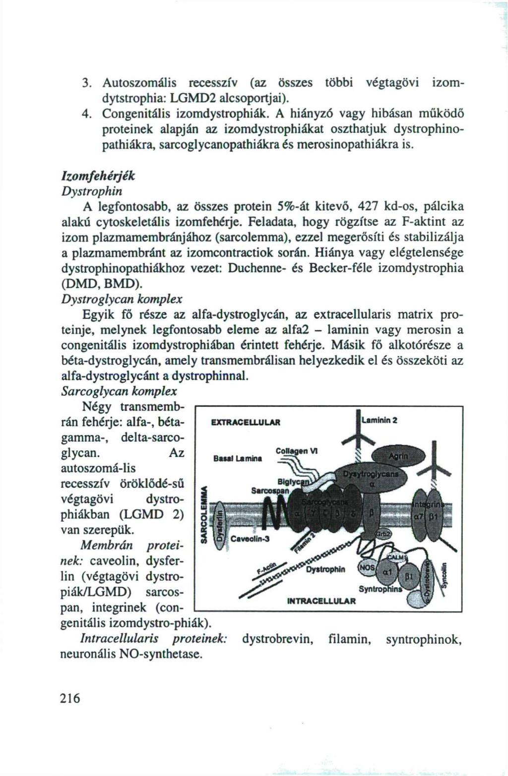 3. Autoszomális recesszív (az összes többi végtagövi izomdytstrophia: LGMD2 alcsoportjai). 4. Congenitális izomdystrophiák.