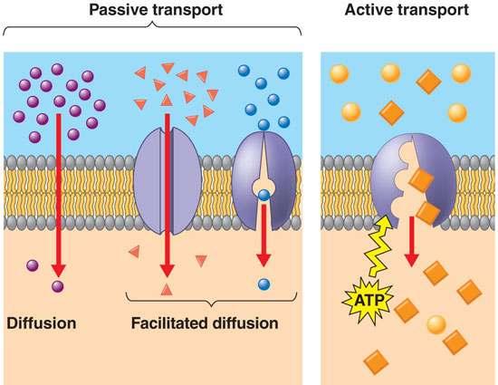 Aktív és passzív transzport Passzív transzport Aktív transzport A diffúziós áram a növekvő