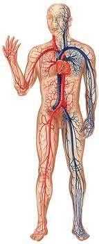 Testen belüli hővezetés (2) (Test és vér közötti