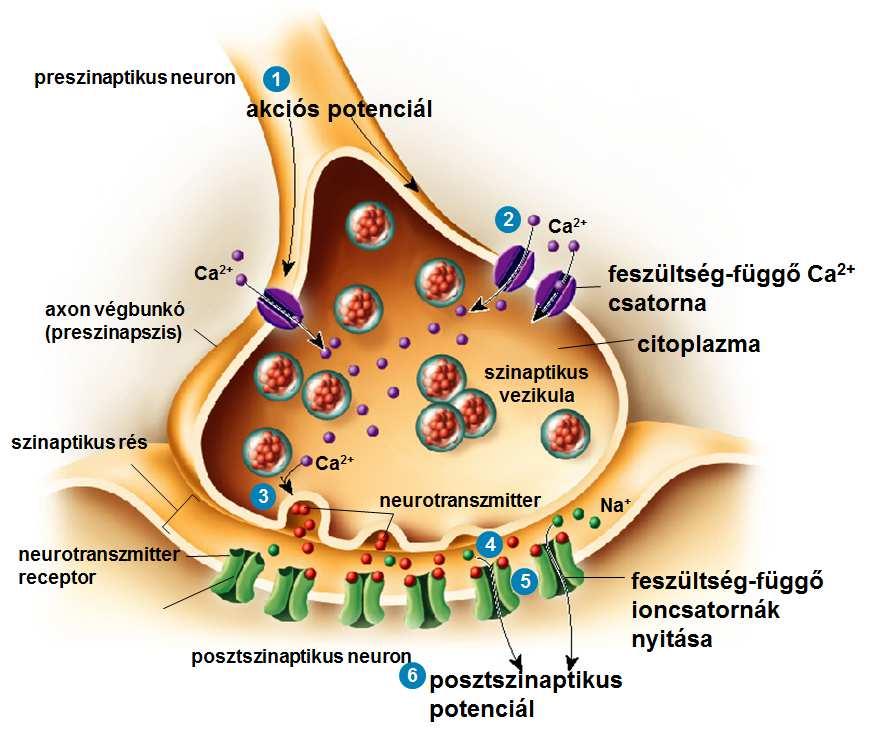 A szinaptikus