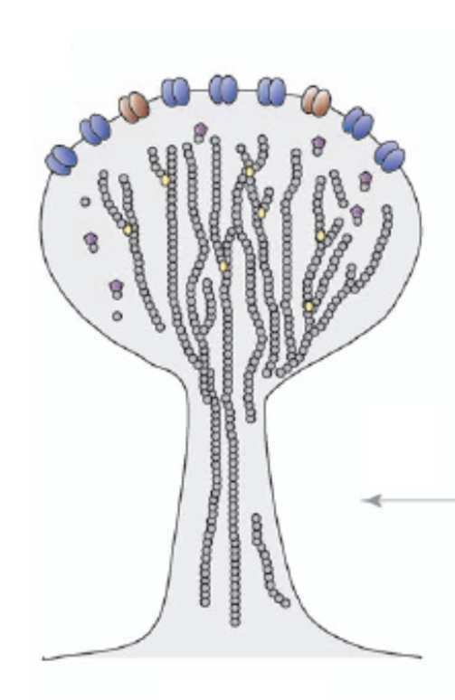 Molekuláris változások a szinaptikus plaszticitás alatt a szinapszisok alakja és