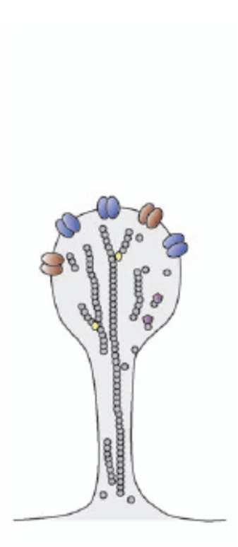 megváltoznak transzmitter receptorok LTD LTP aktin sejtváz posztszinapszis: