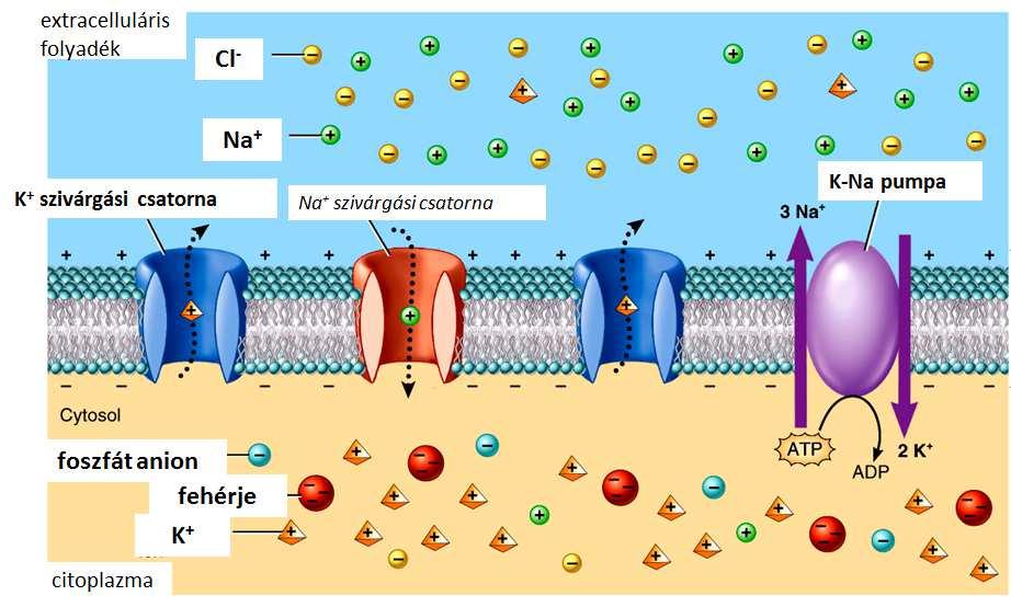 A membránpotenciál kialakulása és fenntartása egyenlőtlen ioneloszlás a membrán két oldalán: a sejt belsejében magas K + és alacsony Na + koncentráció folyamatosan működő Na-K ionpumpa: Na + ionokat