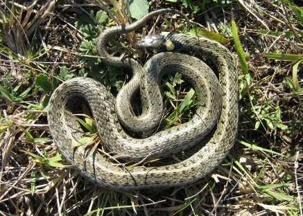 A tavat fajgazdag láprétek, mocsárrétek láperdő határolják. A nádasok ritka növénye a lápi csalán (Urtica kioviensis).