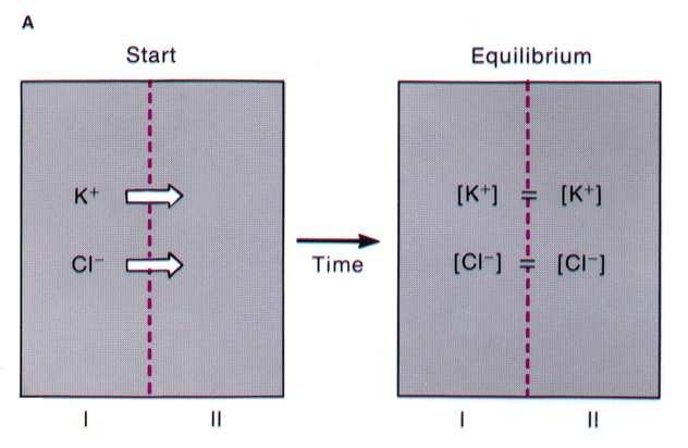 A Donnan-egyensúly ha I és II oldal között nincs elektromos potenciál-különbség, az ionok koncentrációja kiegyenlítıdik ha I-be nem diffundáló, negatív töltéső makromolekula (A-) kerül, a K és