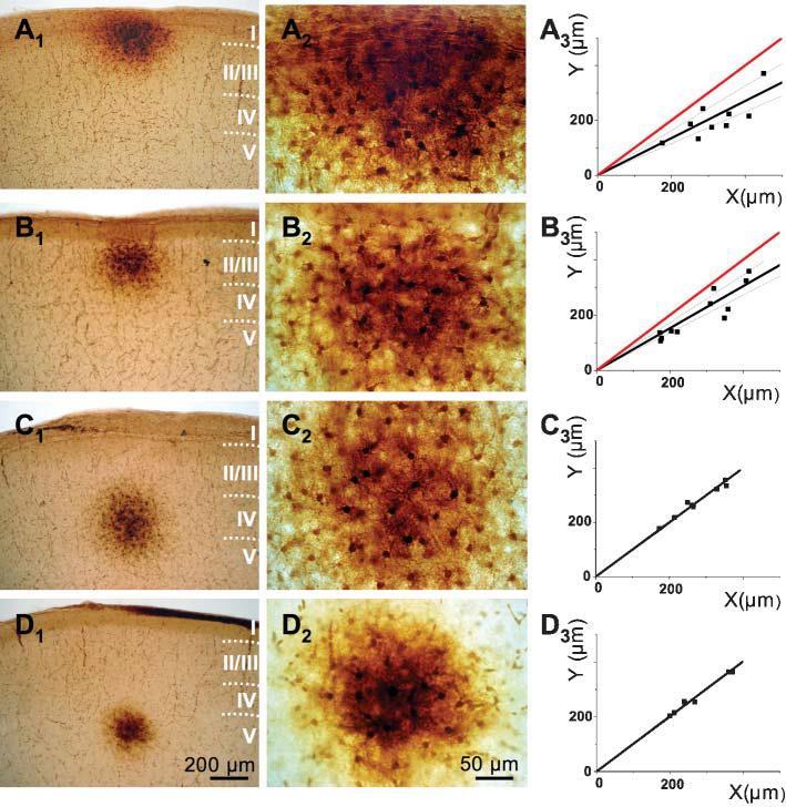 Glia fiziológia Kapcsoltság P11 egér