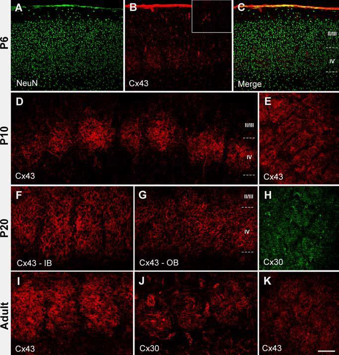 Kapcsoltság A C: Barrel cortex, már P6-nál több a Cx43 a barrelekben. Diffúz, stellate pattern.