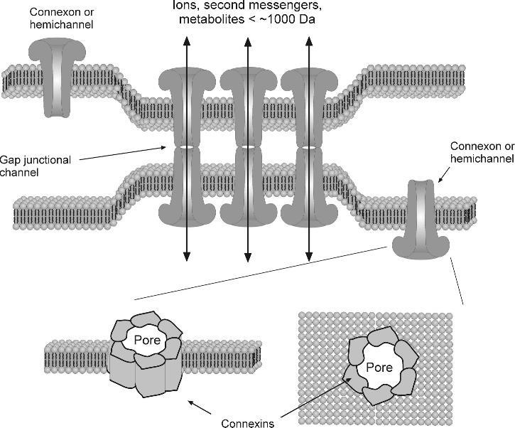 Glia fiziológia Gap junctions http://www.unmc.