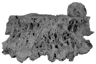 1). 10. ábra: Abscessus frigidus nyoma a sacrumon (1061. temetkezés). Fig.