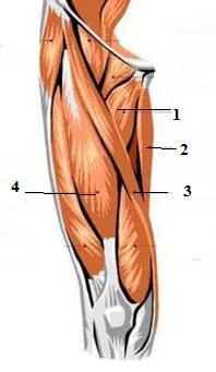 Eticheta 6 apropie scapulele de coloana vertebrală 26.Azonosítsd a HIBÁS kijelentést a 14. ábrán feltüntetett izmokra vonatkozóan! A. 1.cimke a járulékos ideg idegzi be; a fejet a megfelelő irányba hajlítja B.