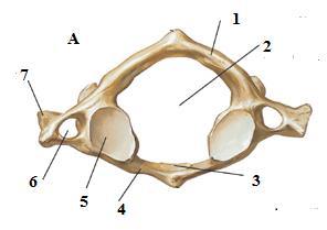 16. Vertebra notată cu A în imaginea nr. 9: A. Este lipsită de corpul vertebral și de procesele transverse B. Prezintă foramene transverse, ca și vertebra notată cu B C.