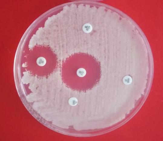 2. ábra: Candida krusei antimikotikum érzékenységének meghatározása papír-korongos technikával Fig 2: Determination of Candida krusei antimycotic sensitivity by paper-disc technology Az adatok