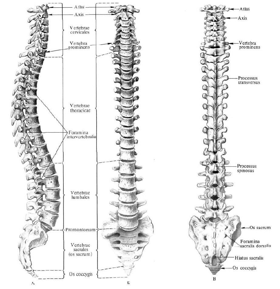2. SZAKIRODALMI ÁTTEKINTÉS 2.1. A gerinc 2.1.1. A gerincről általában A columna vertebralis, azaz a gerincoszlop törzsünk vázát alkotja.