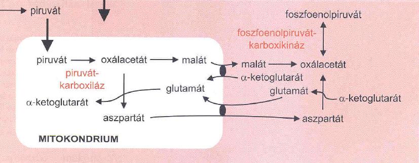 A glükoneogenezis szabályozott lépései: 1.