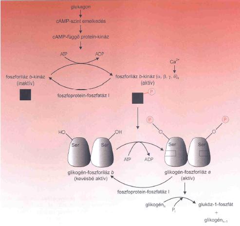 A glikogénanyagcsere szabályozása A szabályozás módja: jelátviteli kaszkád A szabályozást elindító jel: Glukagon (máj) Adrenalin (izom) (testmozgás) fokozza a glikogén lebontását (100x)