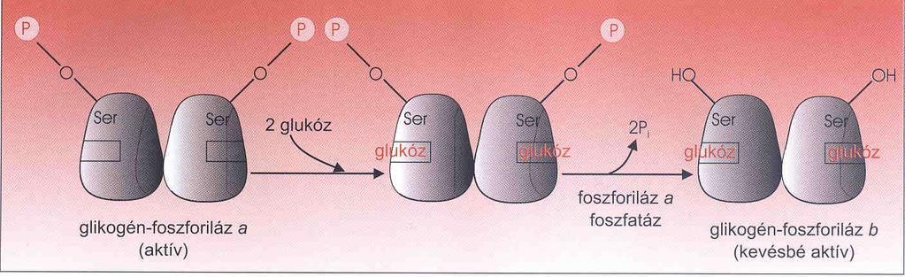 A glikogénlebontás allosztérikus