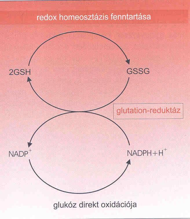 A HMP-shunt szerepe a redox homeosztázis fenntartásához szükséges redukált glutátion szint