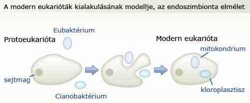 a zöld színtest, különféle prokarióta sejtekből alakultak ki. Ez úgy történhetett, hogy egy ősi prokarióta sejt bekebelezett pl.