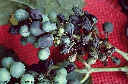 A szőlőperonoszpóra (szőlőragya) a szőlőlevélben, szárában, bogyóiban élősködik.