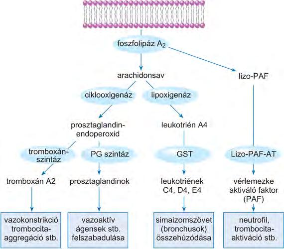 Lipid mediátorok felszabadulása autoinflammáció hatására PAF=