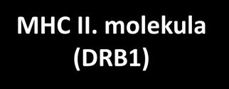 molekula (DRB1) α β Antigén prezentáló sejt