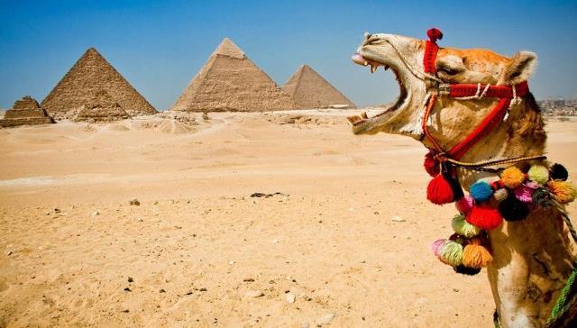 TEVE egypúpú teve Romhányi József: kétpúpú teve