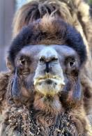 teve (camelus bactrianus) Monoton üget a süppedő