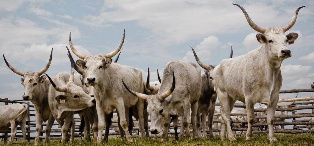 www.hungreycattle.