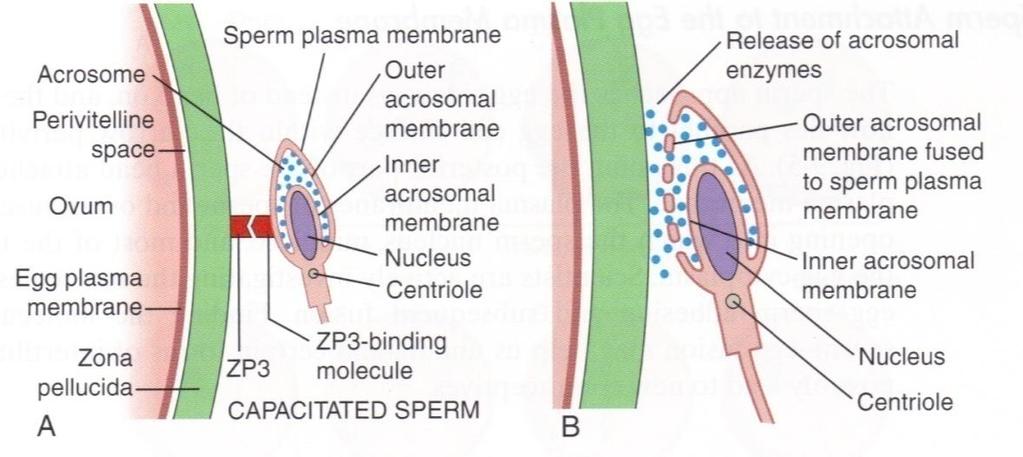 MEGTERMÉKENYÍTÉS Kapacitáció A spermiumok sejtmembránja nagyon rigid (sok cholesterol), glycoproteineket tartalmaz, pl.