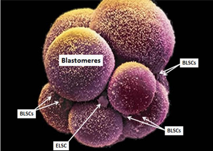 SEJTDIFFERENCIÁCIÓ, ŐSSEJTEK KÉPZŐDÉSE BLSC blastomere-like stem cells ELSC Epiblast-like stem cells Míg a legtöbb