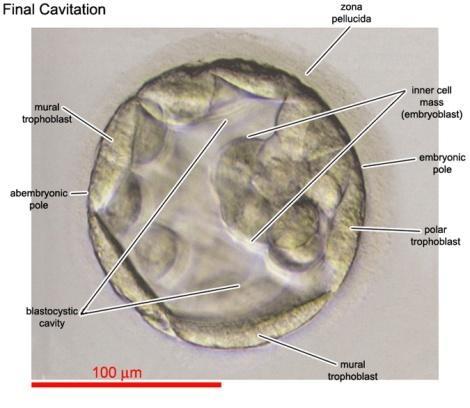 differenciálódik: - embryoblast (belső) -