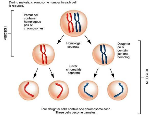 GAMETOGENESIS - MEIOSIS - A hím és női ivarsejtek képződésében szerepel - a kromoszómaszámot csökkenti a felére (haploid) 23 meiosis I - spermatocyták és primaer oocyták: DNS replikáció