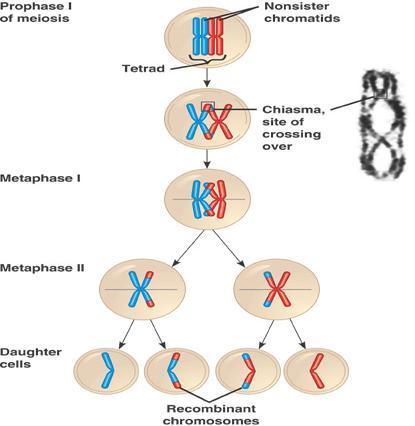 Crossing over (meiosis I-ben) kromatidszegmentek cseréje a kromoszómapárok megfelelő helyei között Átmeneti egyesülés (chiasma) a kromoszómák közt A genetikai változatosságot növeli: