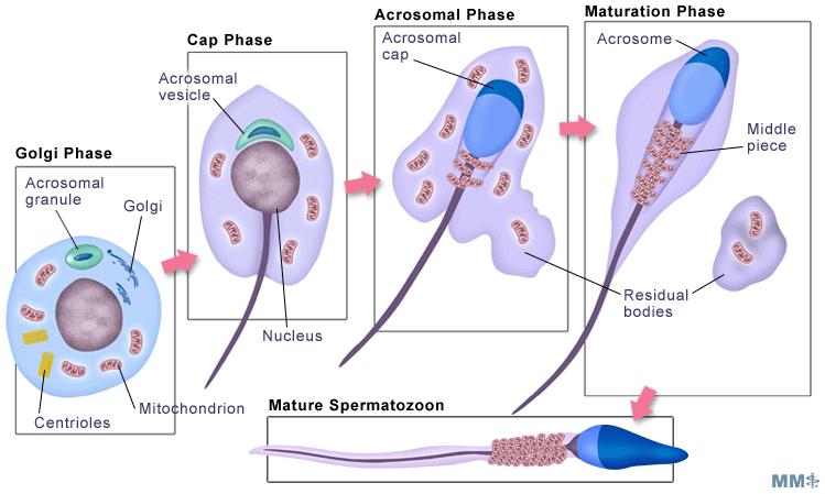 SPERMATO- ÉS SPERMIOGENESIS SPERMATOGENESIS PRENATALIS FOLYAMAT SPAGHETTI Az őssejtek a celoma felől vándorolnak be a mesodermális primordiumba (gonádtelepbe).