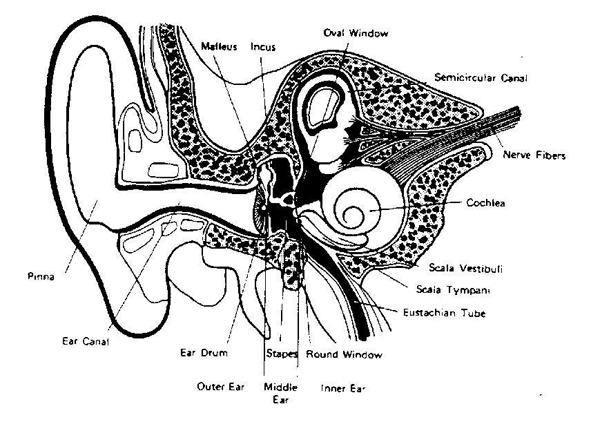 1. HALLÁSTULAJDONSÁGOK 1. Az emberi fül szerkezete és a hallás folyamata Shell 1. ábra. A fül metszete. A külső-, közép- és belső fül. Az 1.