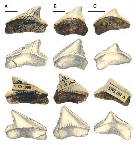 TUDOMÁNYTÖRTÉNET korú Otodus (Carcharocles) megalodon fogak nyújtanak lehetőséget, melyeket Kormos Tivadar rajzolt le és Koch Antal közölt 1904- ben 2 (2. ábra).