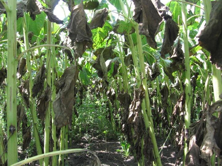 A Sclerotinia sclerotiorum tányérfertőzöttsége szintén befolyásolja a napraforgó elért termésátlagait. A tányérfertőzöttségi értékeket a betakarítás előtt szintén felmértük 11.