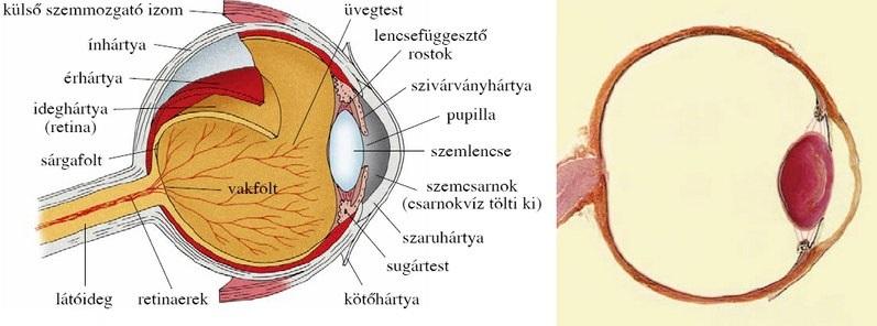 2. A szem élettani felépítése 2.1. A szem felépítése, az egyes alkotórészek szerepe A szem az egyik legfontosabb érzékszervünk.