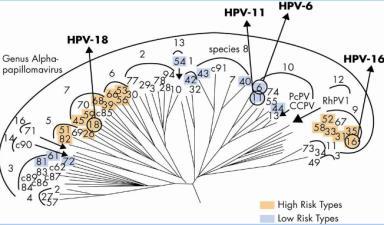 típus a legnagyobb onkogén potenciálú HPV típusok filogenetikai osztályozásának alapja az L1 kapszidfehérje gén nukleotid szekvenciája (az L1 önmagában is