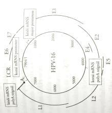 szűrővizsgálaton (inadequate screening) (Williams, 2012) Méhnyak oncocytologiai vizsgálat és HPV teszt együttes alkalmazása FDA ajánlás (2003) (30 éves kor felett) A HPV-teszt alkalmazása az