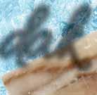 Jakab kagylóhús 10/20 1000 g Vénusz kagyló héjjal 1000 gr 10% jégréteggel Zöld kagyló 14 800 g Halker PANÍROZOTT HALAK Frosta arany