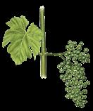 hatékonyság a feketerothadás ellen is TALENDO EXTRA Két hatóanyagot tartalmazó gombaölő szer, amely hosszú ideig megvédi a szőlőt a szőlőlisztharmat ellen Megelőző jelleggel alkalmazva