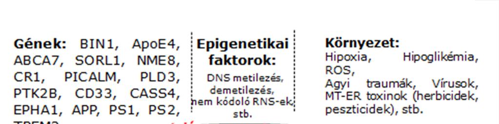 1. ábra: AK: A gének, az öregedés, az életmód és a környezeti faktorok kölcsönhatásai Longitudinális megfigyelések,