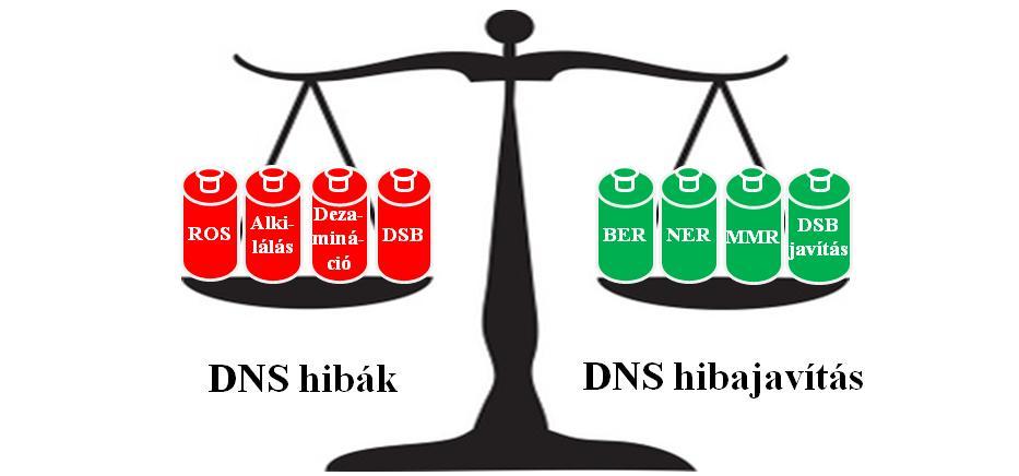1. ábra: A DNS-ben keletkező hibák és ezek javítása normális körülmények között egyensúlyban vannak.