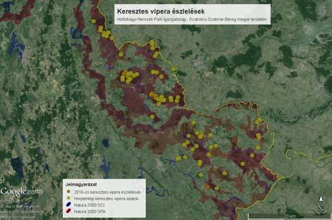 Az aszályos előző év nem kedvezett a keresztes viperáknak, ezért viszonylag kevés adatot sikerült gyűjtenünk.