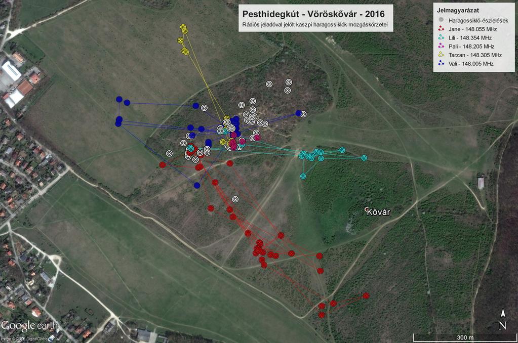5. ábra. A rádiós nyomkövetővel jelölt haragossiklók észlelési pontjai a Vörös-kőváron.
